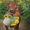 Cow Cute