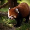 Curiosity Curiosity