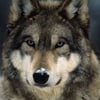 Wolf Wolf