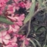 Atara Biton