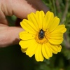 Maya Bee