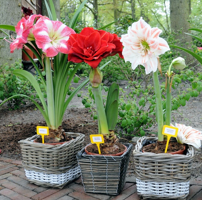 Amaryllis seeds, free shipping cheap Amaryllis seeds, Barbados lily potted seed, Bonsai balcony flower - 200 pcs/bag