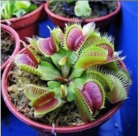 PROMOTION Potted Insectivorous Plant Seeds Dionaea Muscipula Giant Clip Venus Flytrap Seeds 20pcs