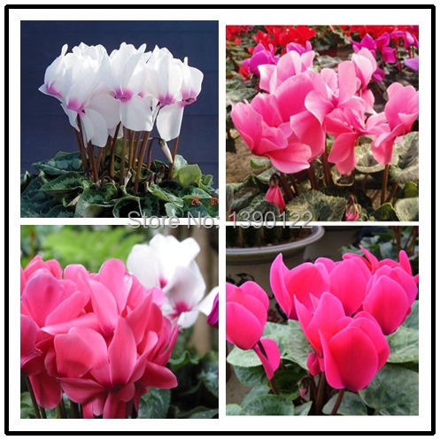 30/bag Cyclamen seeds, potted balcony, planting seasons, sprouting 95% seeds for home flower pot planters