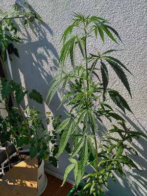 Hemp Seeds Raw Garden Growing Cannabis Sativa Hundreds of Seeds 10 grams