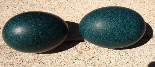 1 Emerald green EMU EGG, BlownOut, from the USA! Free Ship