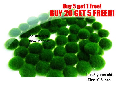 MossBall-rare live plant(keep in water.Grow slower than cactus) EASY!