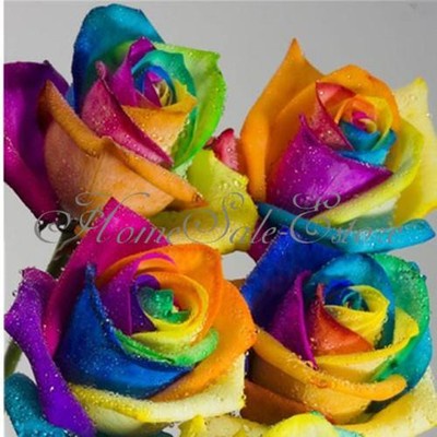 50Pcs Rare Rainbow Rose Flower Seeds Your Lover Multi-color Plants Home Garden