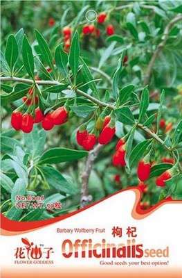 3 Seeds Health Benefits medlar Goji Berry Lycii Barbary Wolfber Seed E006