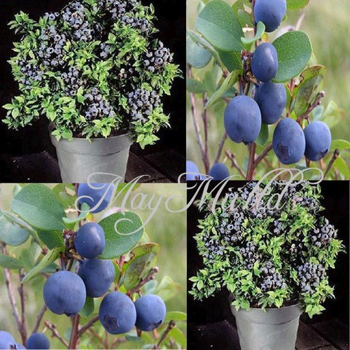 New arrival Seeds Northblue 1Pack Sweet Blueberry Seeds Shortbush Fruit