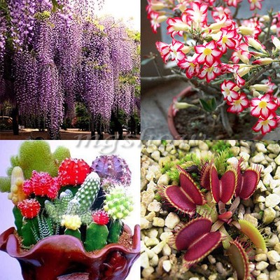 16 kinds Seeds Desert Rose Orchid FLower Plant Fruit Vegetable Garden Decoration