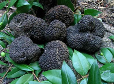 10 g Seeds Spores Dry of Truffle Black Garden Mushrooms kit / fungus