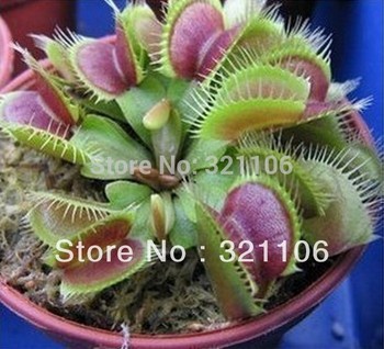 Potted Insectivorous Plant Seeds Dionaea Muscipula Giant Clip Venus Flytrap Seeds 50pcs Free Shipping