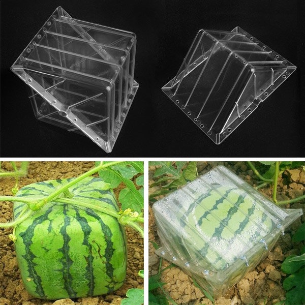 Square Shaped Watermelon Pumpkin Shaping Mold Garden Fruit Growth Forming Mould Tool