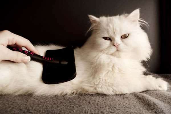 What is a Cat Flehmen Response? - Catster