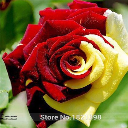 Free shipping  100 Seeds / Pack, Rare Amazingly Beautiful Red Yellow Rose Flower Seed