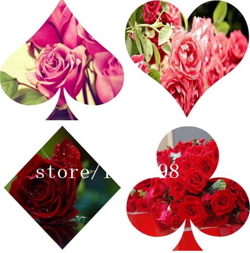 100 seeds / pack, Red Pink Rose seeds Flowers Seeds