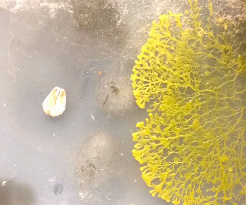 How to Grow SLIME MOLD : 9 Steps (with Pictures) - Instructables