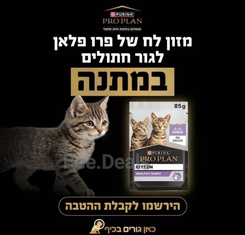 חתלתול חדש בבית - הרשמה למועדון לקוחות | פורינה | פורינה
