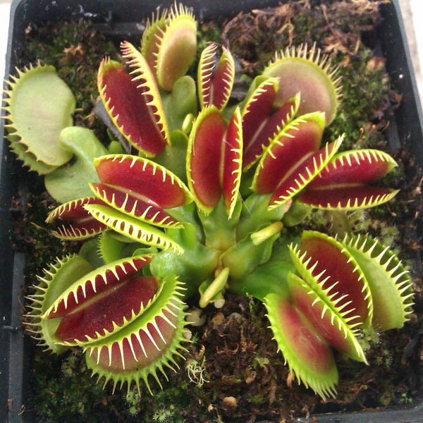 Egrow 100Pcs Catchfly Potted Plant Seeds Garden Venus Fly Trap Insectivorous Plant