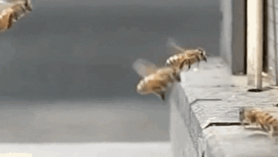 Bee GIF - Find & Share on GIPHY