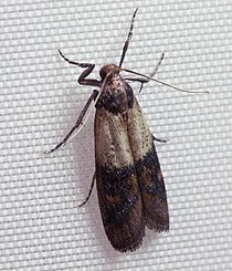 Indian mealmoth - Wikipedia, the free encyclopedia