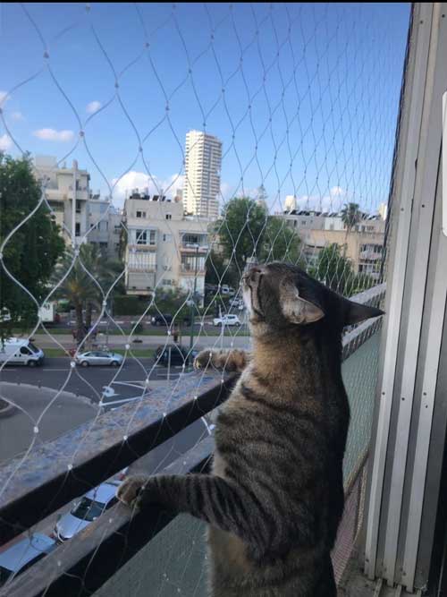 רשת חתולים | רשת להגנה על חתולים - מהלל בע
